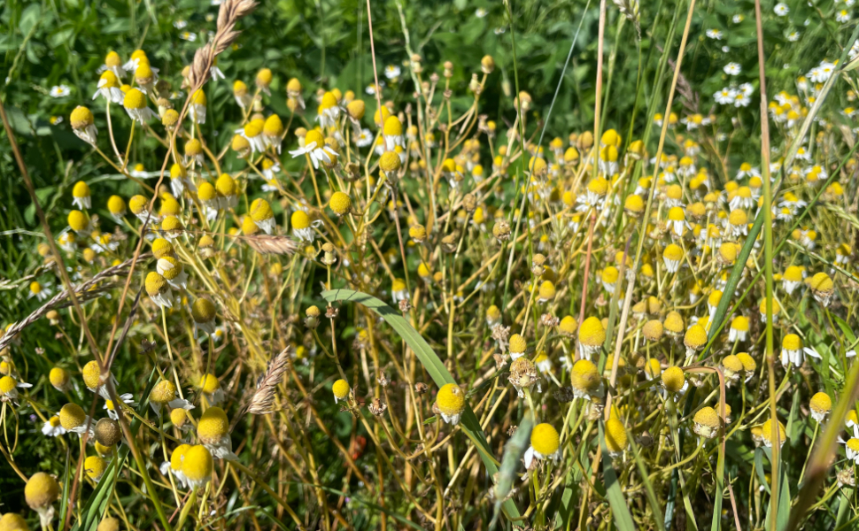 Echte Kamille verliert ihre Blüten 