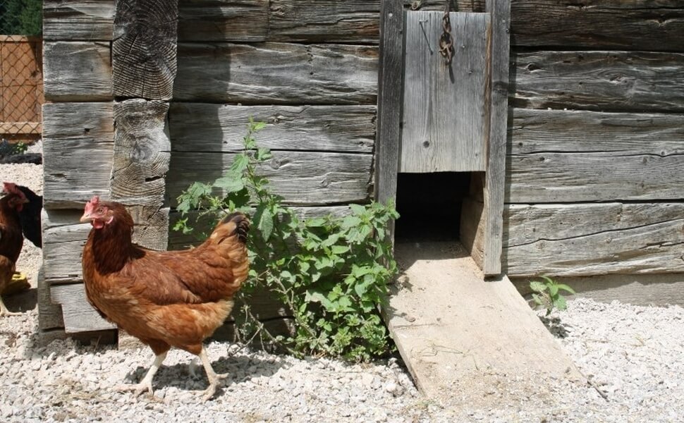 Ein Huhn vor dem Hühnerstall - Mit etwas Arbeit und Kreativität lässt sich ein tolles Zuhause für die Tiere errichten.